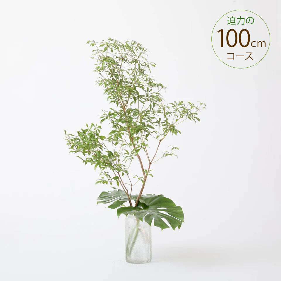 枝もの定期便【100cmコース】